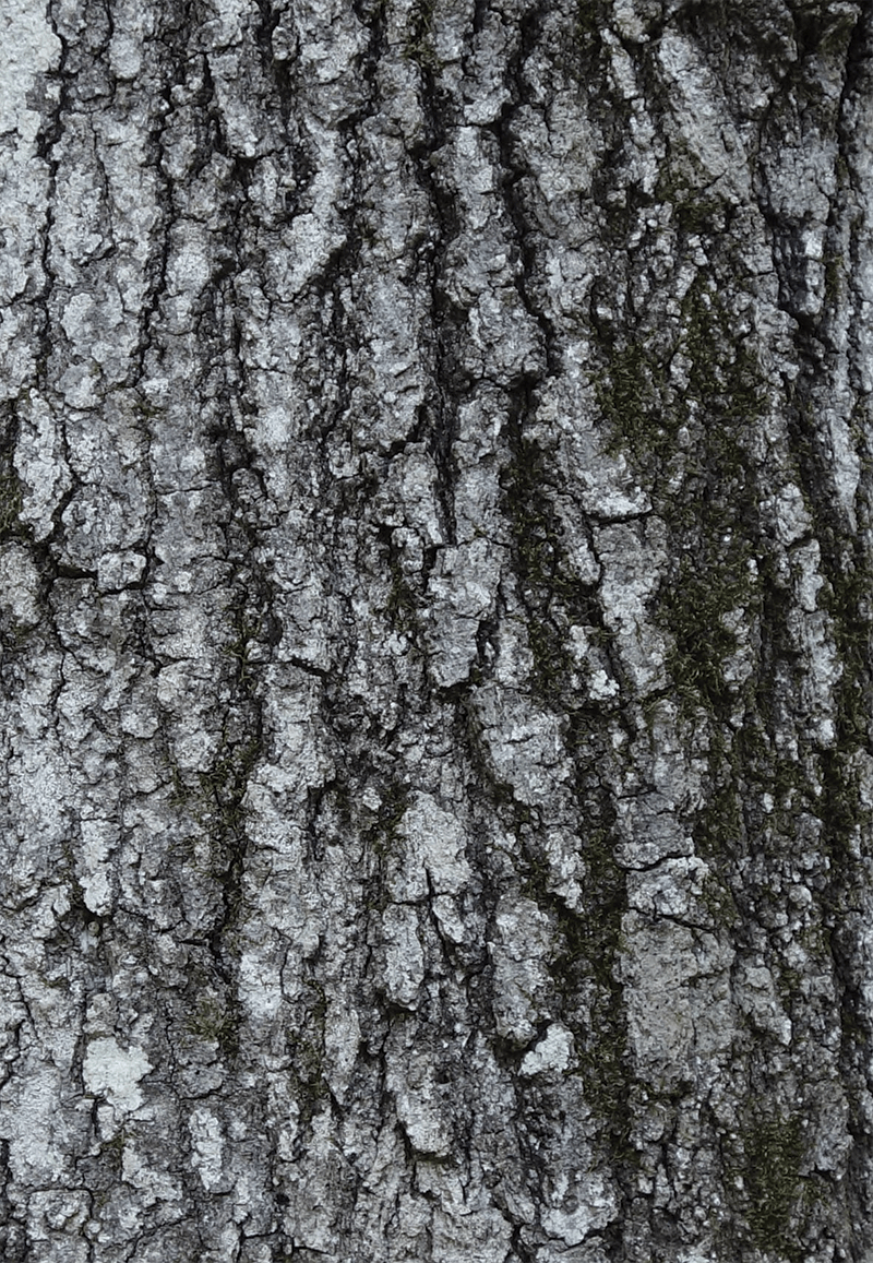 Willow Oak Friends of the Louisiana State Arboretum